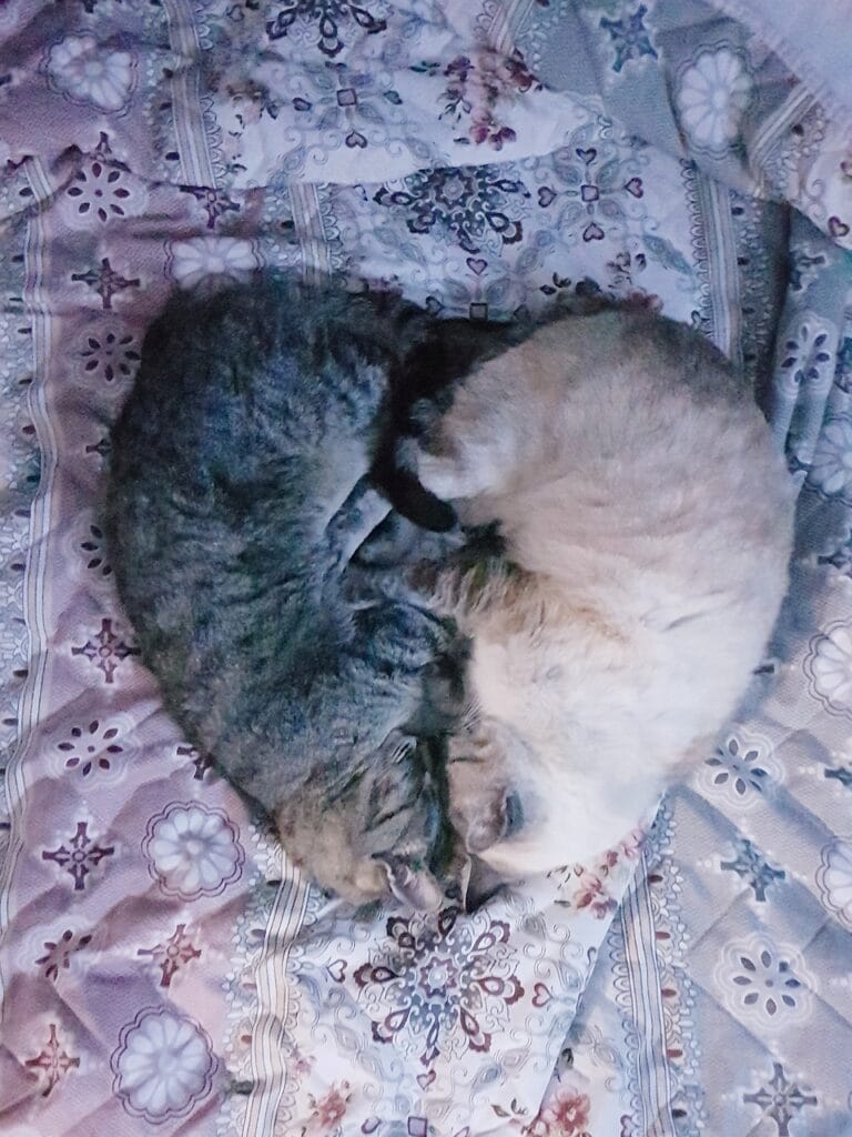 heart, cats, sleep-6073441.jpg